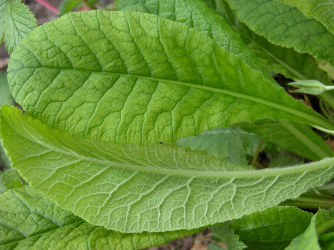 Primrose leaf